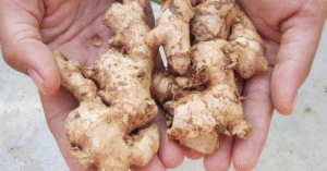 Small White Ginger (Jahe Emprit) Pure Indonesian Heat