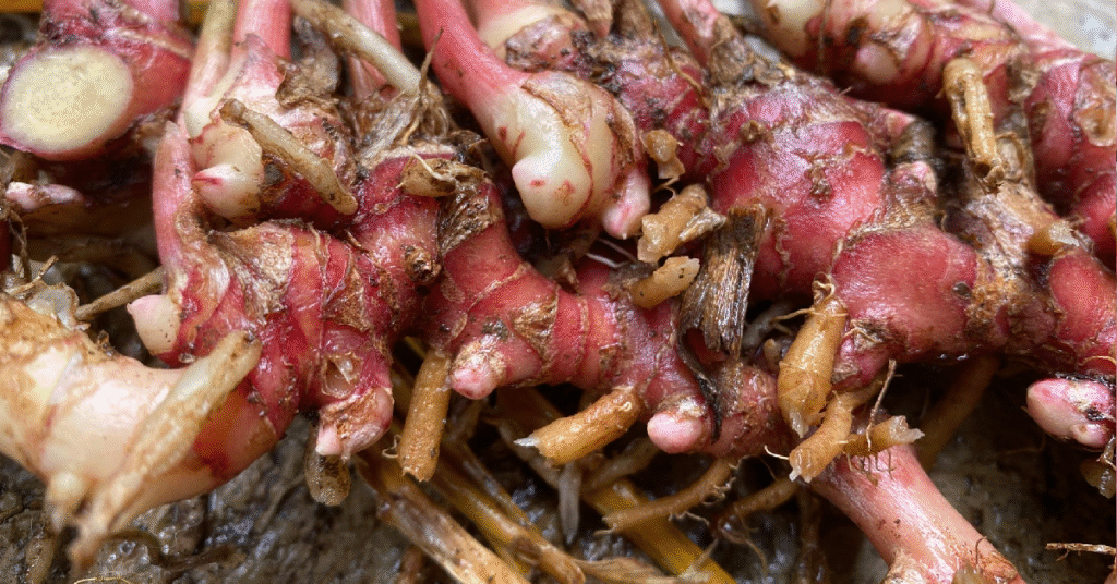 Unique Characteristics of Red Ginger Nature’s Powerful Spice